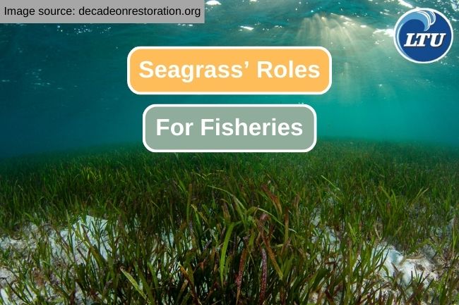Benefits of Seagrass to the Fishing Industry